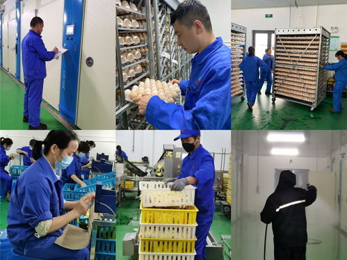 百億愿景，百年京海——致敬新征途上的創(chuàng)業(yè)人，記孵化分公司祖代孵化廠愛崗敬業(yè)群體